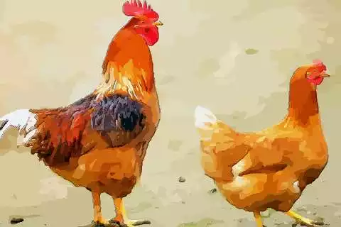 2、年屬雞人最難熬年齡:81屬雞人的災難年齡39歲