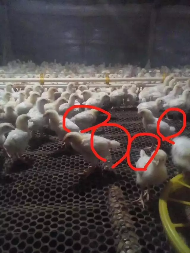 為什麼兩隻羊活不長，猴跟羊活不長什麼意思