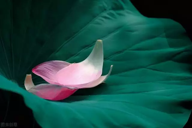 屬猴女駕馭的生肖男，更優秀厲害的生肖女