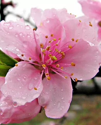 3、一生不沾桃花的有哪些属相:最容易惹桃花运的生肖有哪些呢？