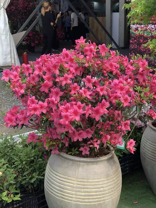 屬豬的人養什麼花旺財，屬豬女人的招財花圖片