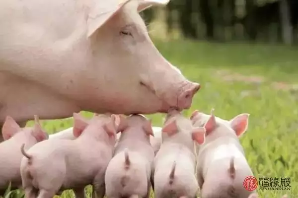 屬豬女今年婚姻怎麼樣,女屬馬和男屬豬的婚姻