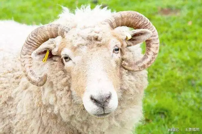 屬羊1967年出生的男人,67年的屬羊男是個什麼樣的人