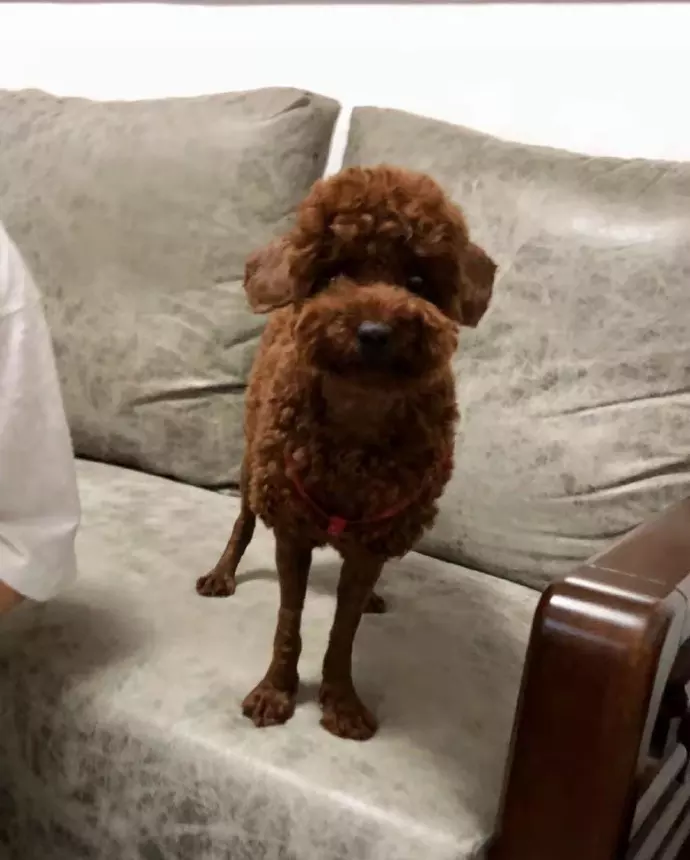 1、狗和羊在一起谁克谁:羊跟狗相克吗?