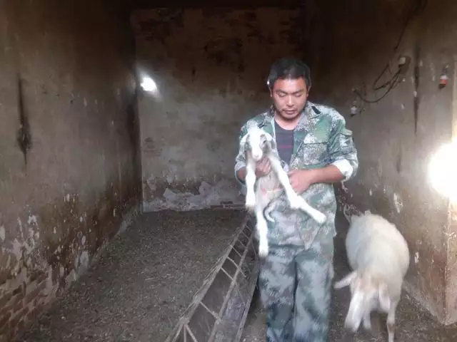 屬羊的不好找對象怎麼辦，屬羊的命苦十羊九不全