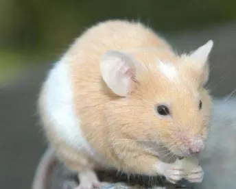 7、72年属鼠打麻将运气:属鼠的在年九月打麻将运气好不好