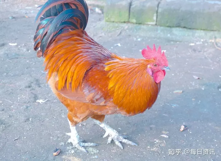1、年鸡的年的感情运势:年属年运势及运程每月运程
