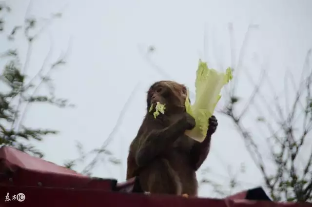 属虎人最忌的婚配生肖，结婚属虎的忌什么生肖