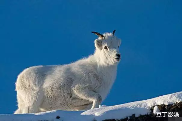 屬羊人做什麼行業發財,2003年羊適合什麼工作