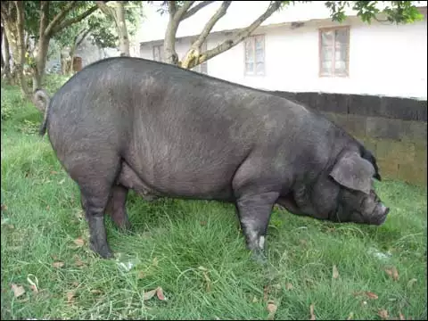 鼠与猪的婚姻：年属猪人与年属鼠人结婚合适吗