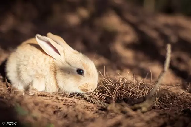 屬兔人運氣更好年份,屬兔的逢哪年運程好