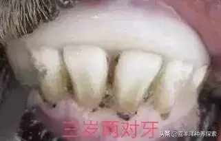 羊6個牙是幾歲，羊多長時間扎牙