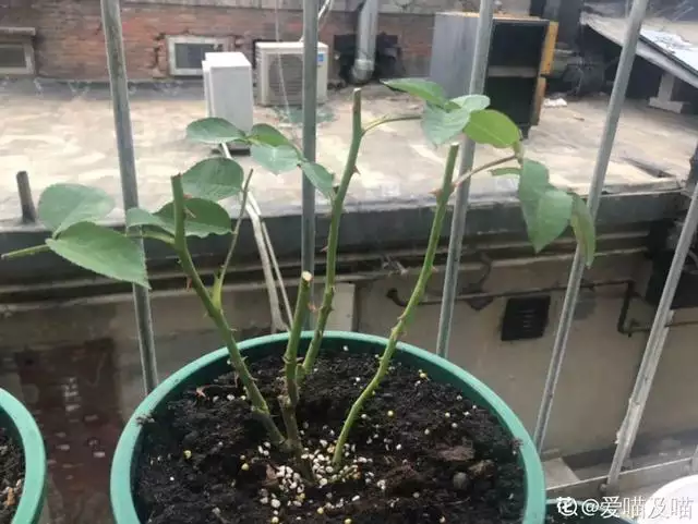 幾月的雞是爛雞，春天出生的雞好不好
