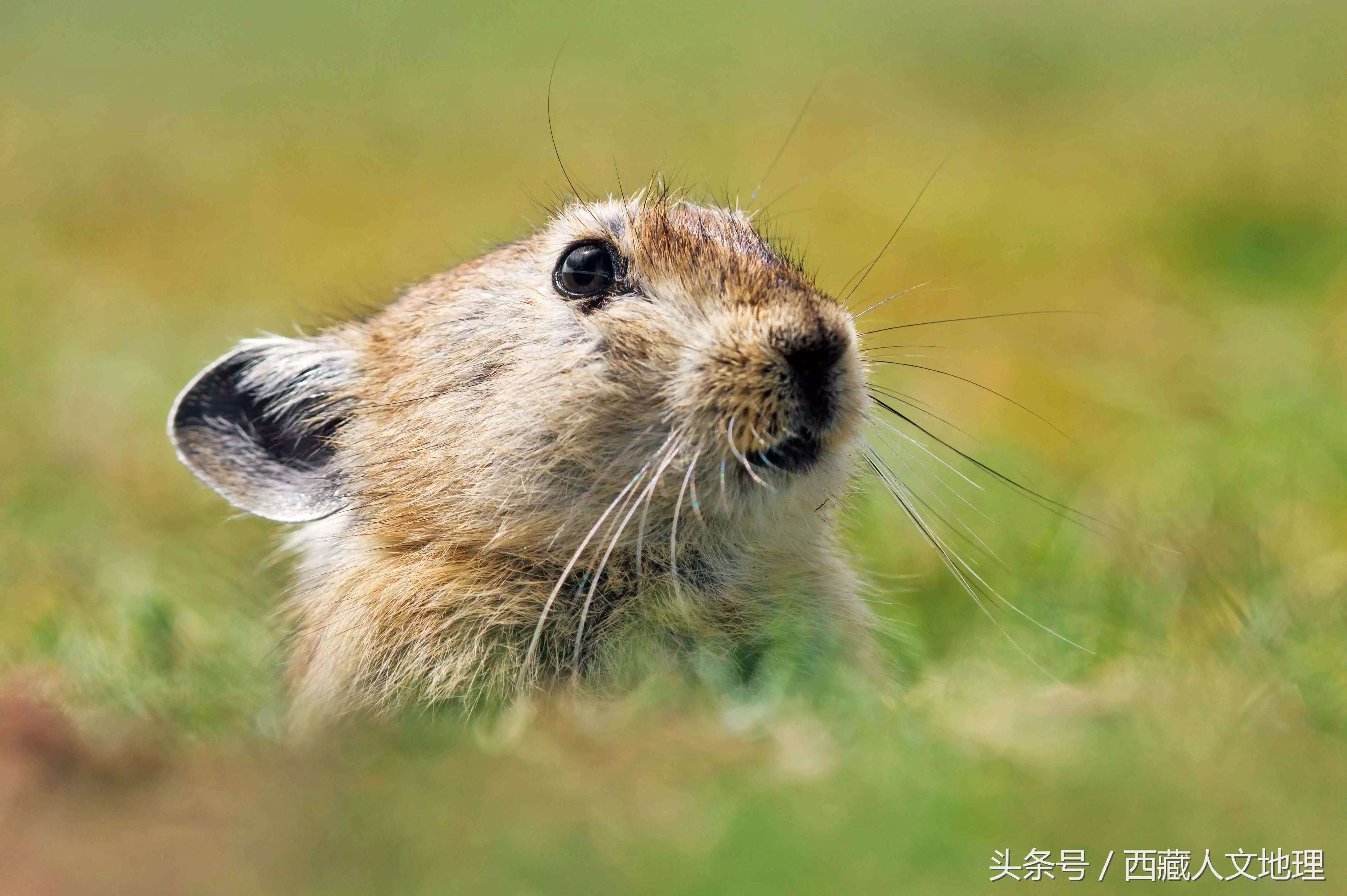 3、鼠兔相刑必死一生肖:鼠兔相刑利害生猜一生肖。刑中有木生可旺是什麼意思。