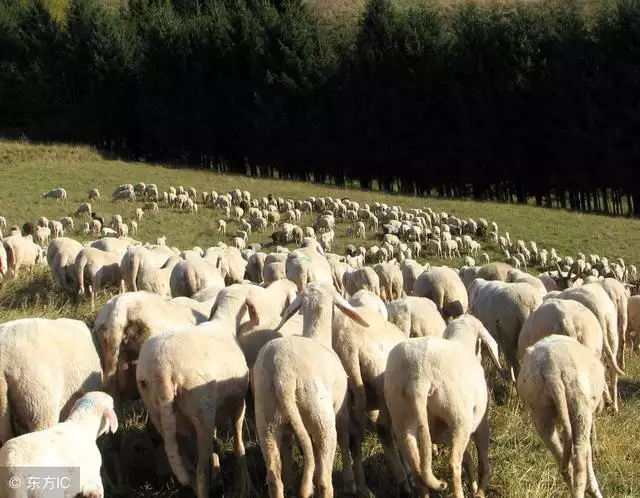 9年屬羊的十年大運每月的才適，1979屬羊女一生婚姻"