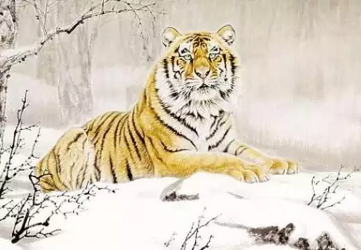 6年属虎什么命,86年属虎的更佳配偶"