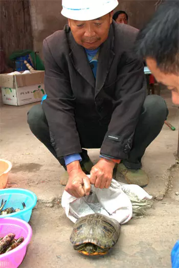 3、抓到乌龟有什么运势:抓到乌龟有什么预兆？