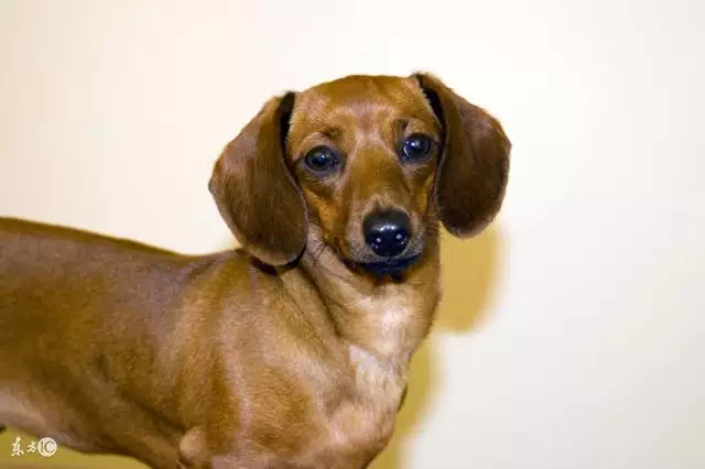 生肖狗一生的財運貴人,1982年屬狗男一生的命運