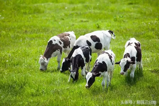 属牛酉时出生是什么命