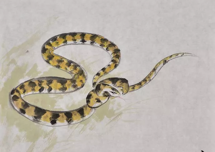 2、属蛇一生远离这个人:属蛇的人不能吃什么