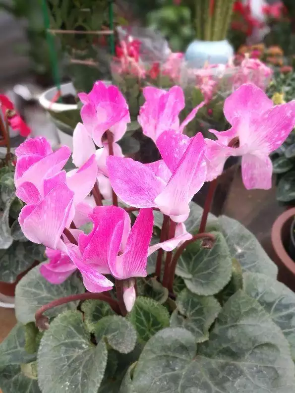 屬豬的人養什麼花旺財，屬豬女人的招財花圖片