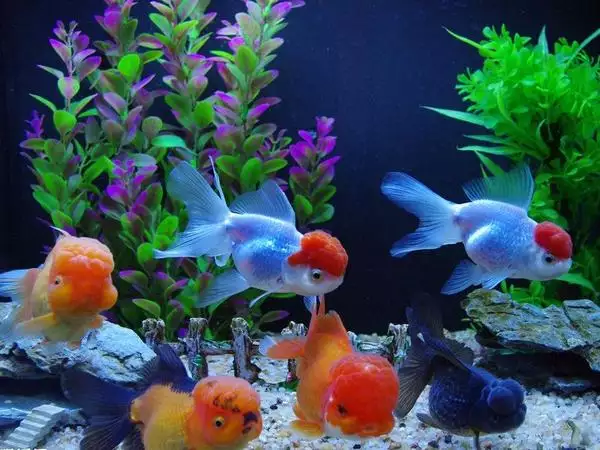 2、家庭養魚養幾條**:家中養魚有什麼講究養幾條魚好