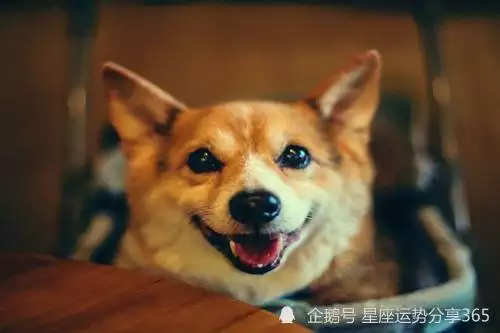 屬羊和屬狗的相愛了怎麼辦，羊和狗結合真的會早死一個嗎