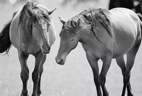 属马的过了31岁会富贵吗，1990属马三劫难
