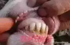 羊6個牙是幾歲，羊多長時間扎牙