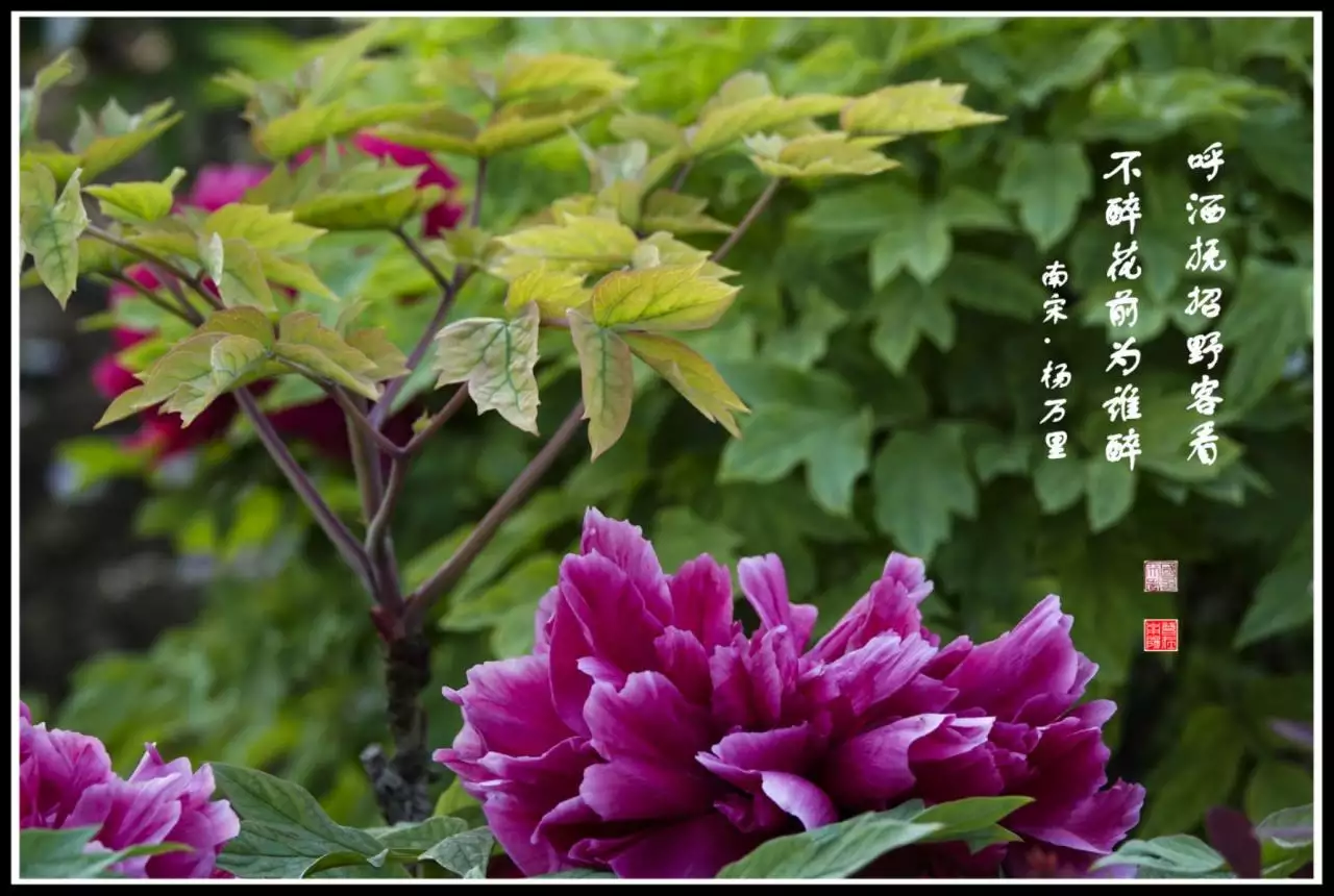 1、出现丹香是什么预兆:给财神上香出现供香和丹香怎么理解。应该如何？