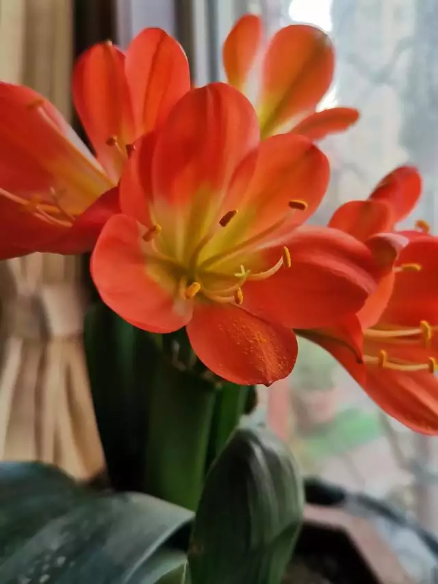 寓意吉祥好兆頭的圖片，象徵富貴吉祥的圖片
