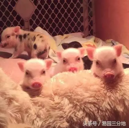 屬豬人逢虎年2022,2022屬豬每月運勢