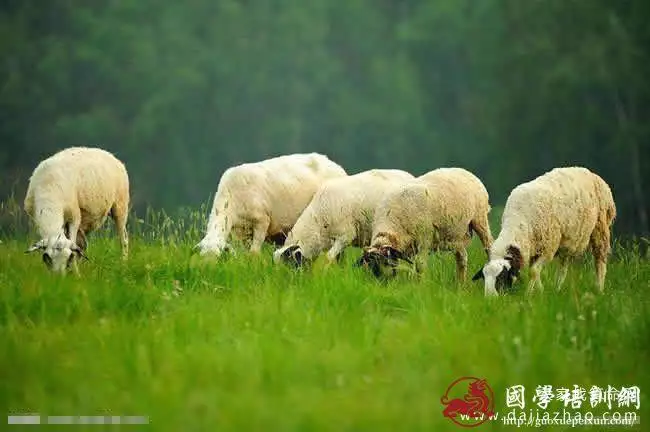 属羊的今年有多大岁了,属羊91年出生今年多大