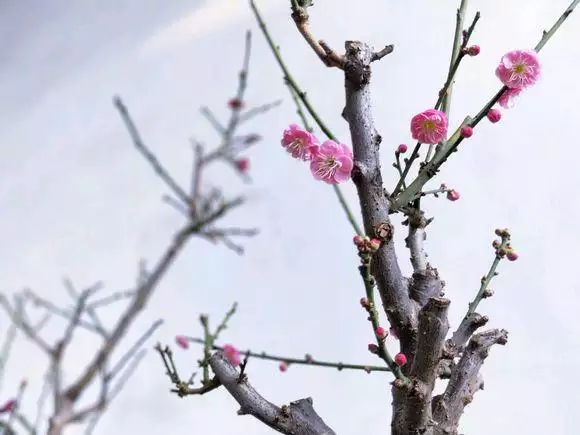 991年陰曆五月屬羊女，91年農曆5月出生的命運"