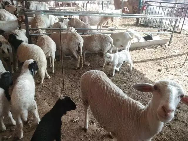 母羊裏面溫度高，羊晚上適應溫度是多少