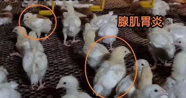為什麼兩隻羊活不長，猴跟羊活不長什麼意思
