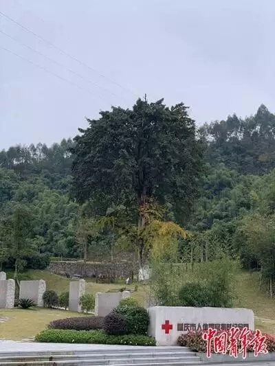 0多歲的羊今年60幾了，屬羊今年多6十幾"