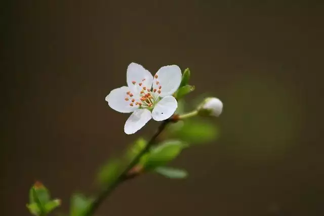 023属虎的运势和财运每月，2022年属虎本命年"