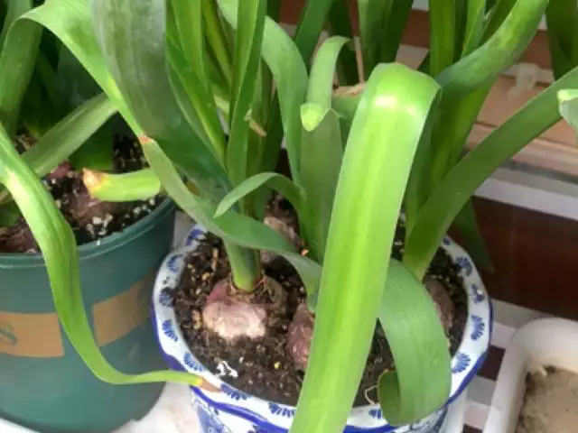 幾月的雞是爛雞，春天出生的雞好不好