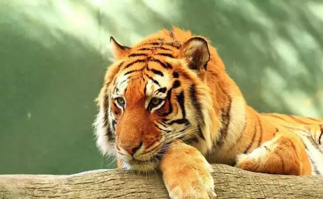 屬虎62年今年下半年運勢，1962屬虎男2022 感情運勢