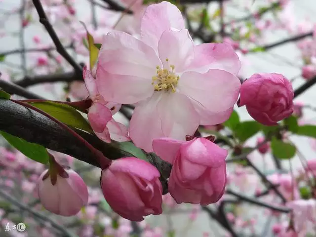 屬兔生在幾月最命好，2022年屬虎幾月出生好
