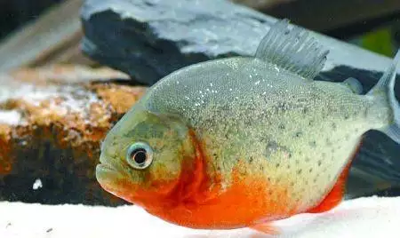 022年水虎命取名字，2022虎宝宝起名字"