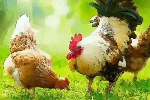 81年属鸡年运势：年属鸡人的财运
