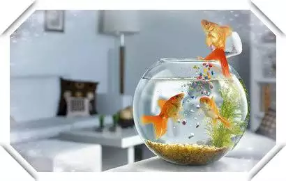 1屬豬的人十年大運，屬豬人一輩子的剋星"