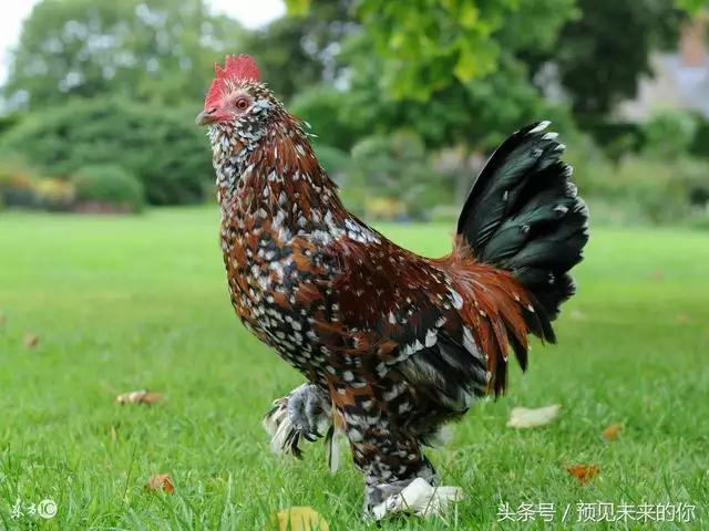 屬雞的三合和六個合生肖,雞的三合生肖是什麼