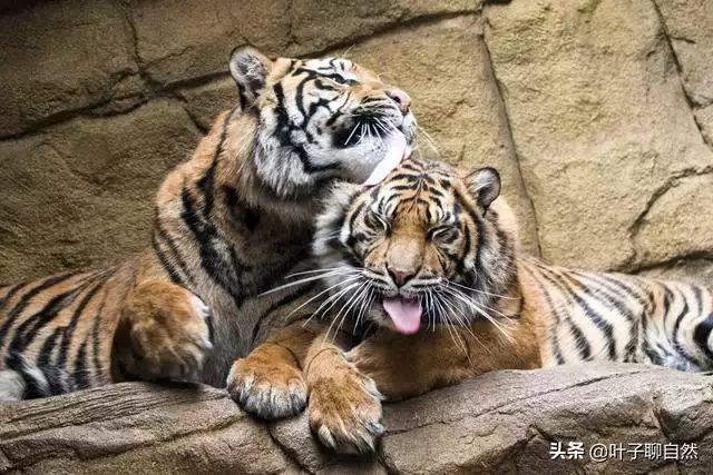 虎婚配更佳生肖，生肖虎的更佳配偶