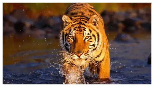 3、為什麼老人說屬虎的不好:為什麼說屬虎的人命不好?