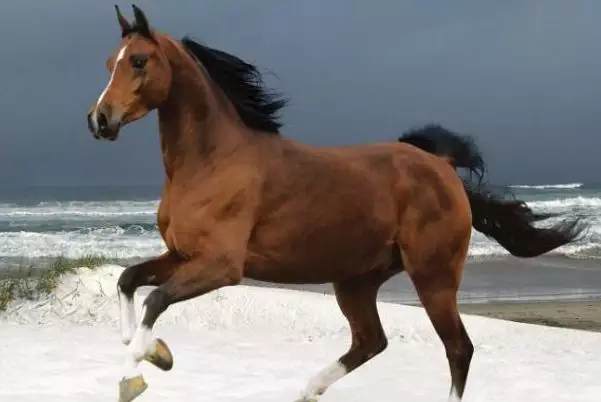 4、78屬馬最難熬的年齡:78屬馬最難熬的年齡