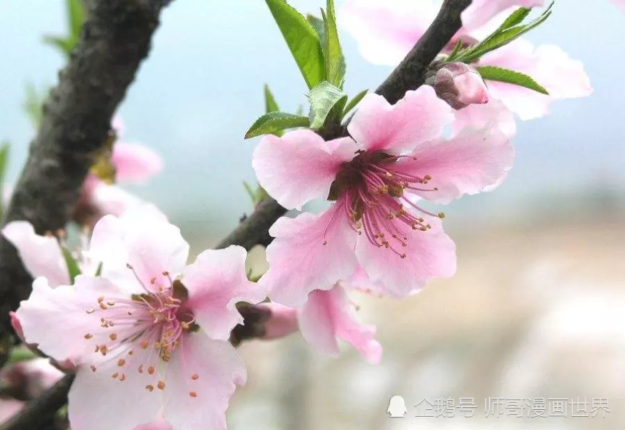 2、属猴的桃花运势如何:六八年属猴人年桃花运势怎样