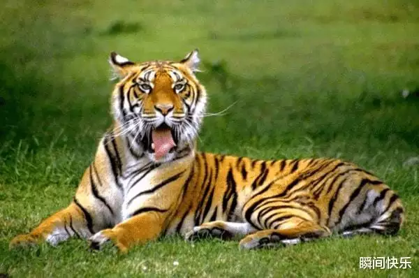 属虎出生最好六个吉日，属虎农历十月出生最好